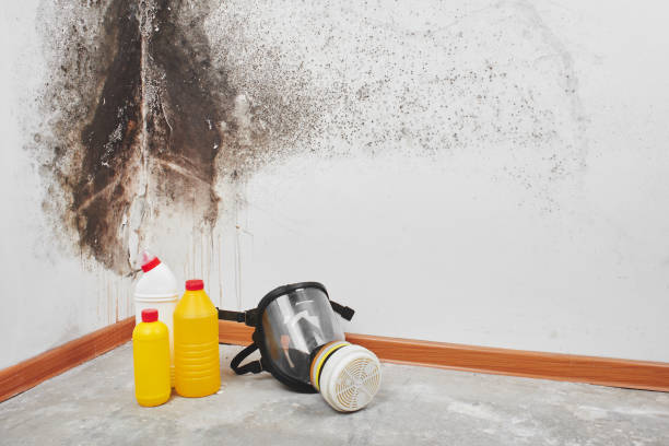 Best Residential Mold Remediation in Old Jamestown, MO