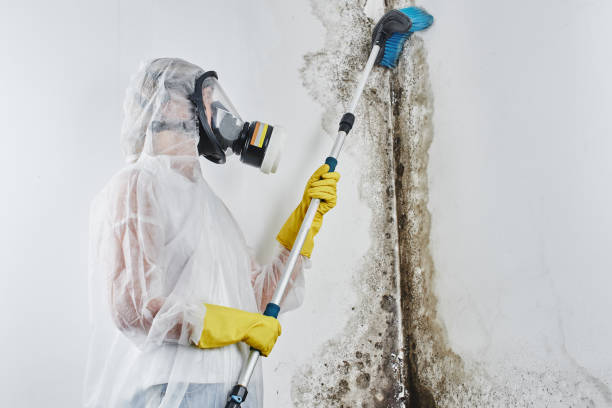 Best Basement Mold Remediation in Old Jamestown, MO