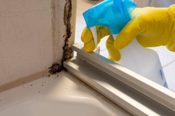 Best Preventive Mold Services in Old Jamestown, MO