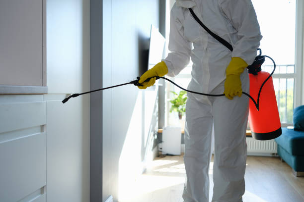 Best Insurance-Related Mold Remediation in Old Jamestown, MO