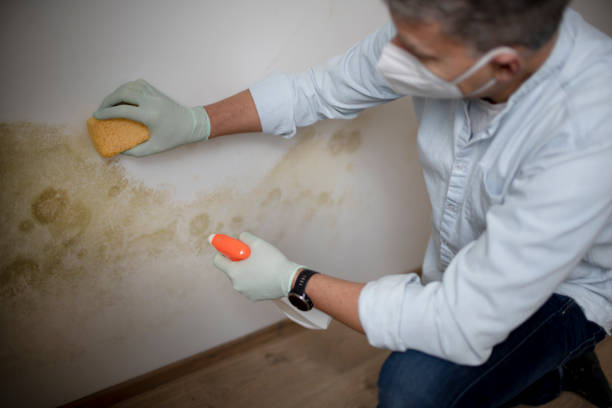 Best Preventive Mold Services in Old Jamestown, MO