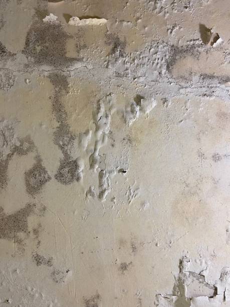 Best DIY Mold Remediation Support Services in Old Jamestown, MO