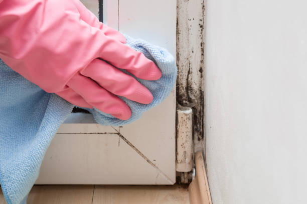 Trusted Old Jamestown, MO Mold Remediation Experts