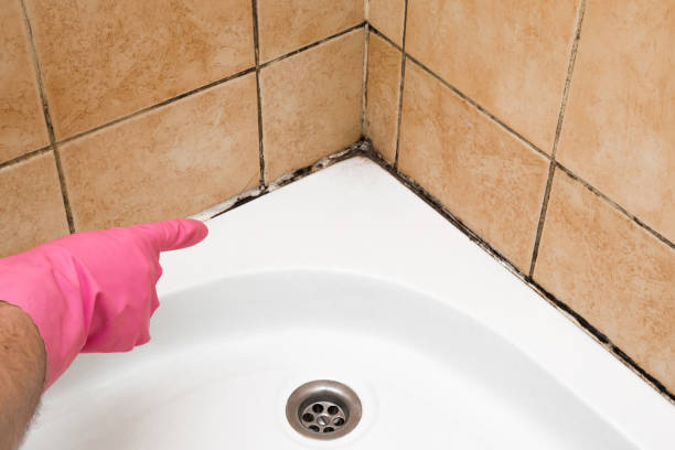 Best Industrial Mold Remediation in Old Jamestown, MO